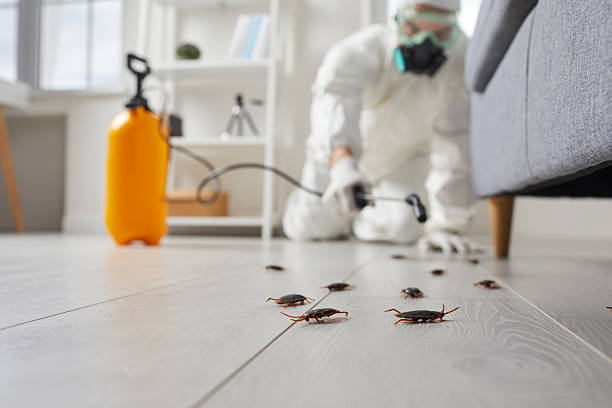 Commercial Rodent Management in Easton